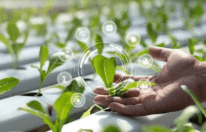 The Role of Technology in Agriculture